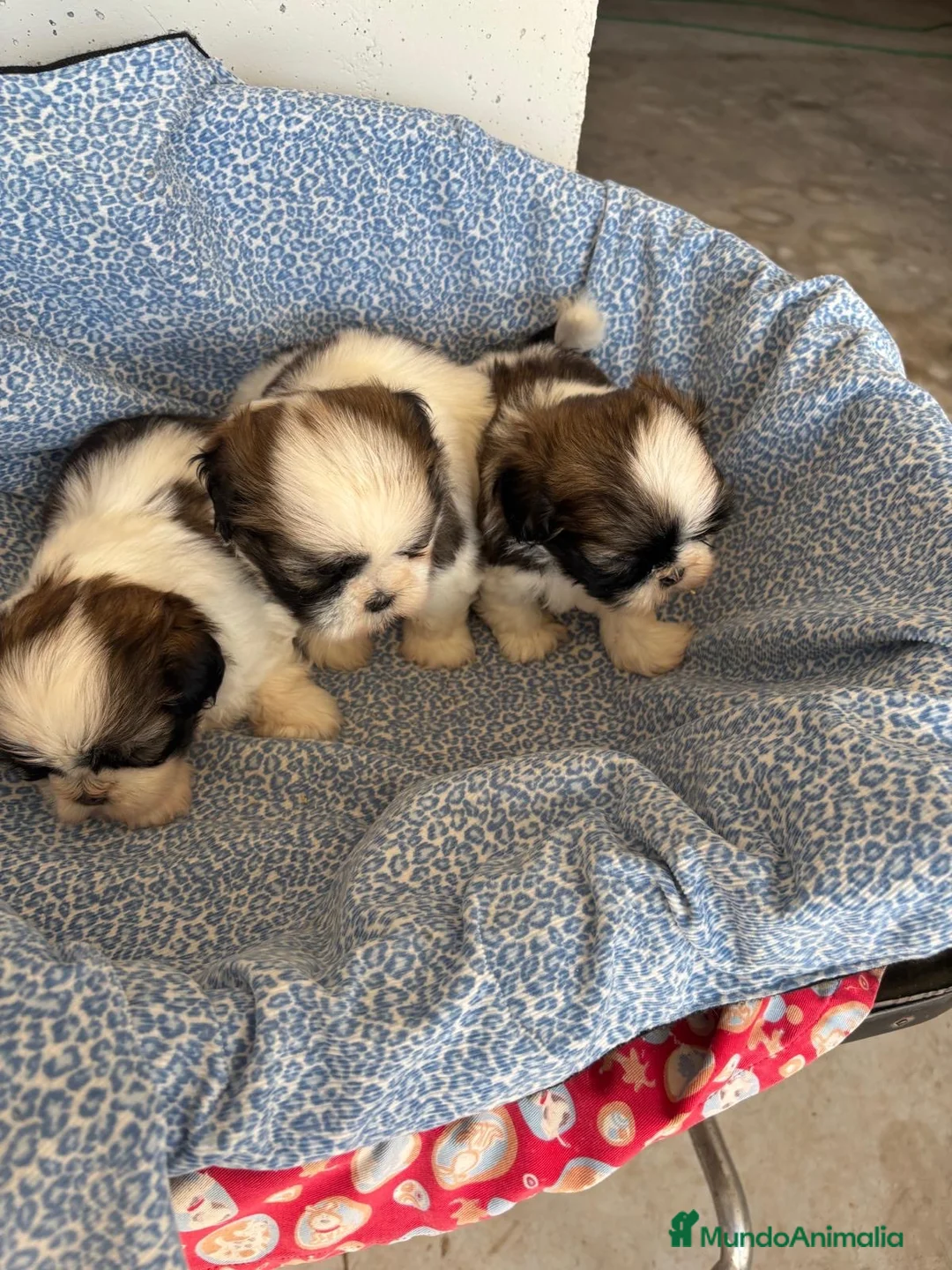 Shih Tzu perros en venta: CACHORRITOS DE SHIH TZU - Anuncio 7