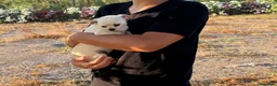 Chihuahua perros en venta: 🤍 PRECIOSOS CHIHUAHUA BLANCOS 🤍 - Anuncio 4