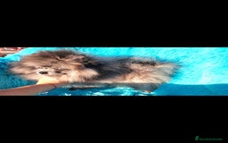 Pomerania perros en venta: Preciosa pomerania merle  - Imagen 7