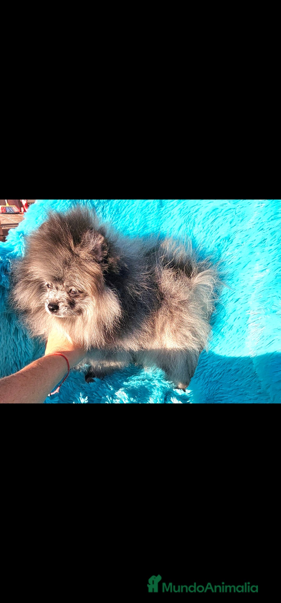 Pomerania perros en venta: Preciosa pomerania merle  - Imagen 7