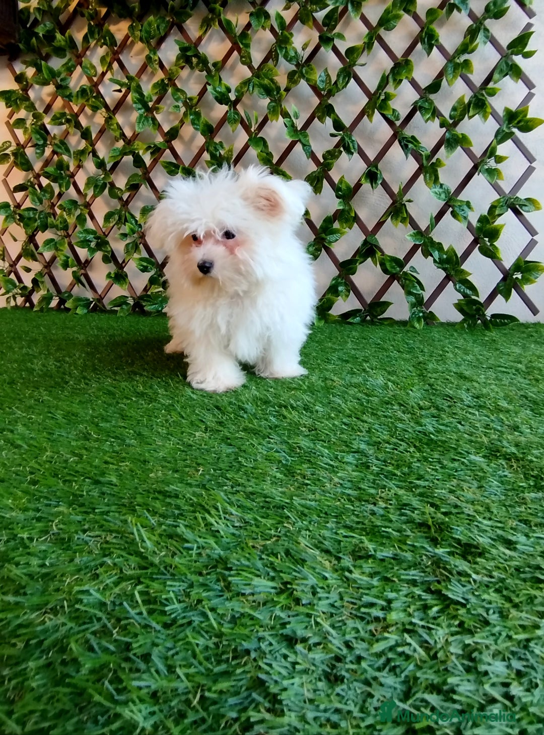 Bichón Maltés perros en venta: Bichón maltés toy  - Anuncio 4