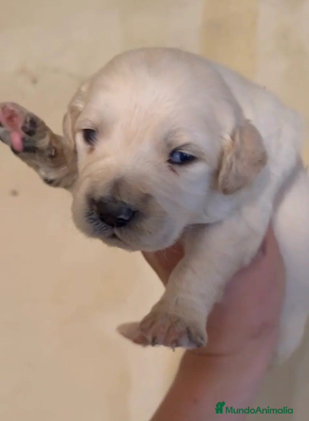 Golden Retriever perros en venta: Golden retriever macho - Anuncio 2