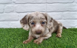 Teckel perros en venta: Teckel kaninchen  - Imagen 3