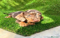 Teckel Miniatura perros en venta: TECKEL ASTURIAS !!! - Imagen 4