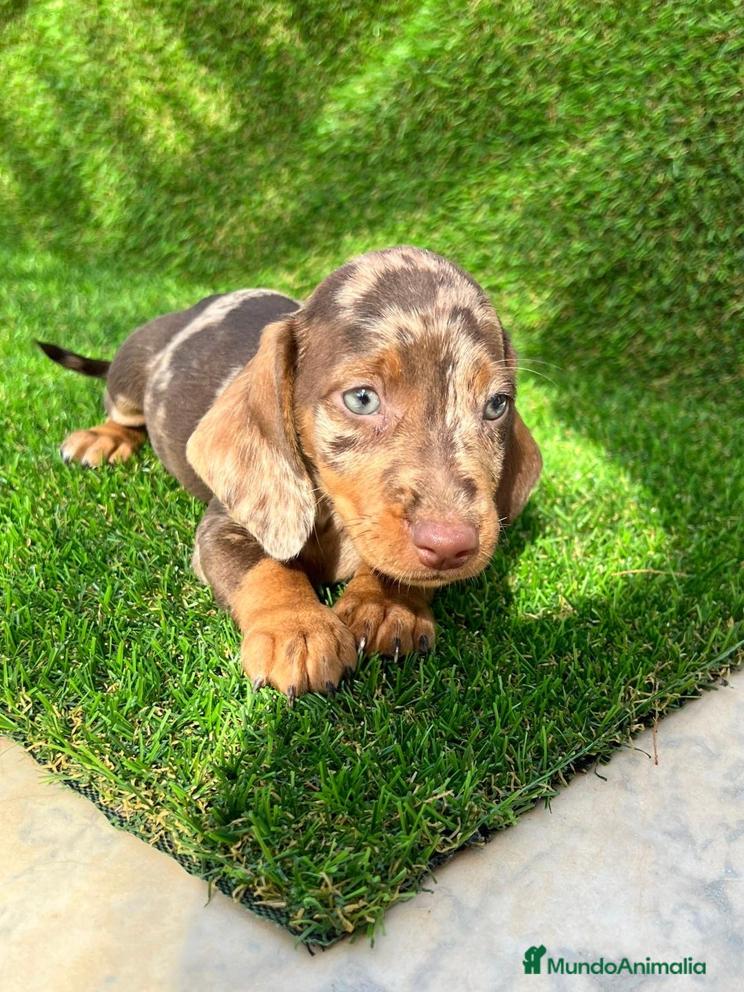 Teckel Miniatura perros en venta: TECKEL ASTURIAS !!! - Imagen 4