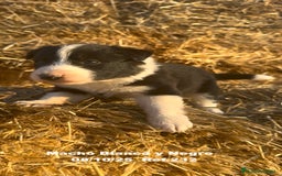 Border Collie perros en venta: BORDER COLLIE - Anuncio 6