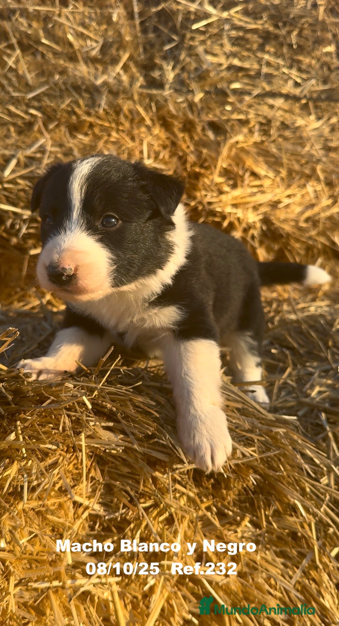 Border Collie perros en venta: BORDER COLLIE - Anuncio 6