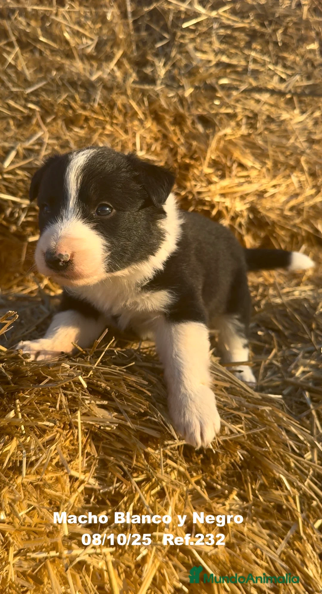 Border Collie perros en venta: BORDER COLLIE - Anuncio 6
