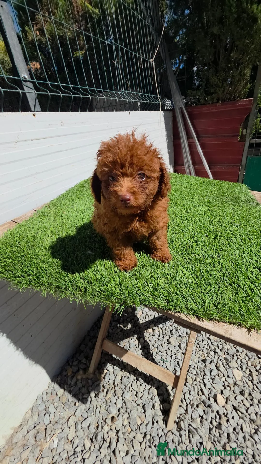 Caniche Toy perros en venta: Caniche toy asiatico 604370339 Benidorm  - Anuncio 1