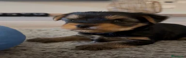 Yorkshire Terrier 1
