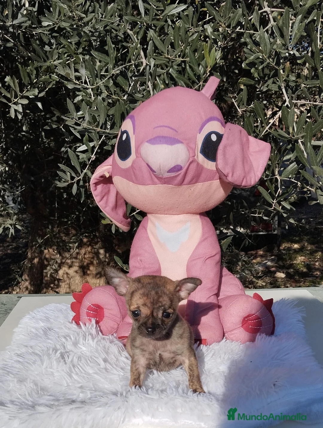 Chihuahua perros en venta: Chihuahua mini Toy color exotico - Anuncio 1