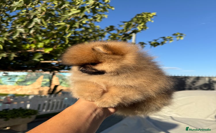 Pomerania perros - Anuncio 1