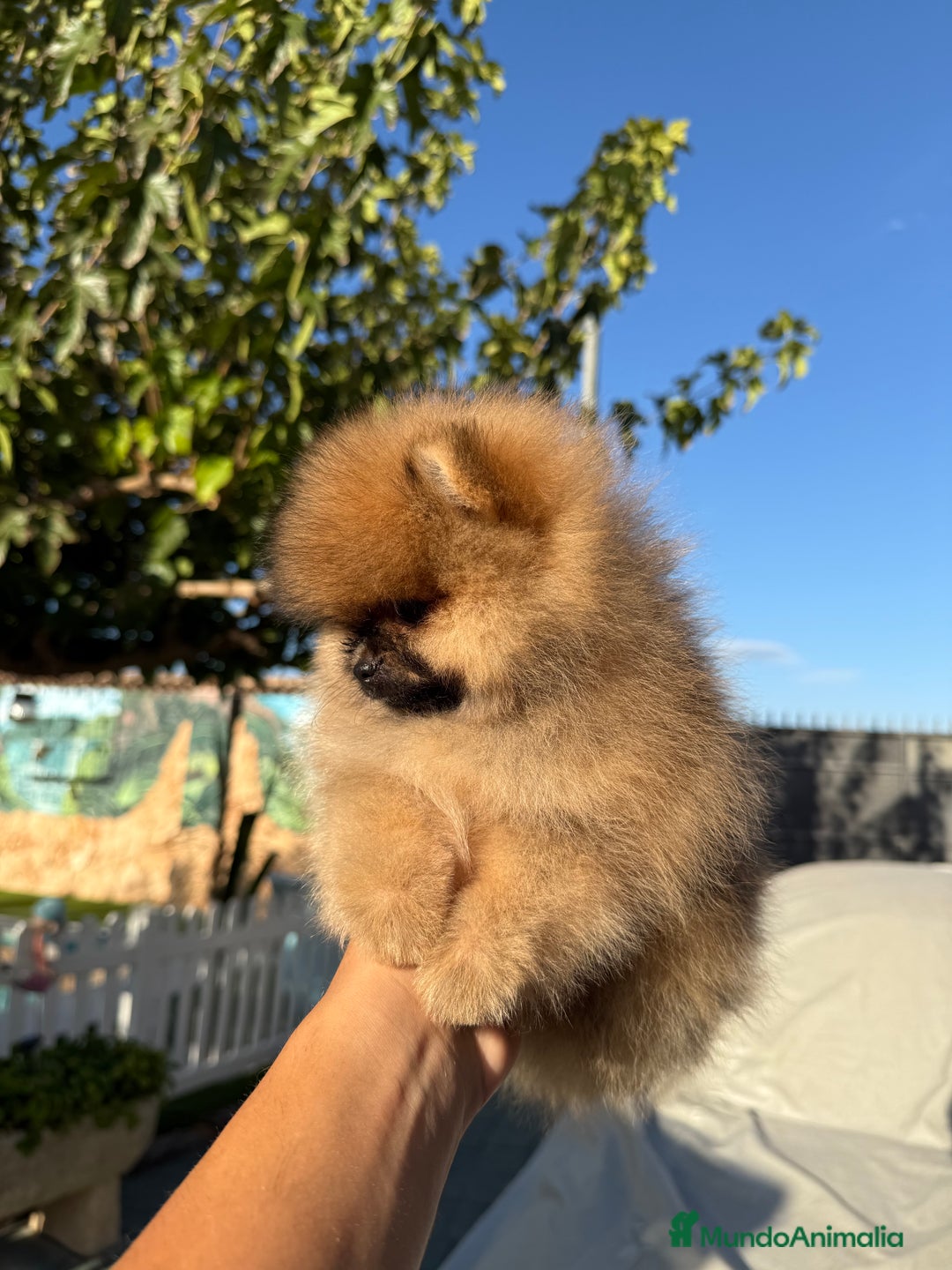 Pomerania perros en venta: Excelente Pomerania Toy - Imagen 1