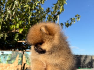 Pomerania perros - Anuncio 3
