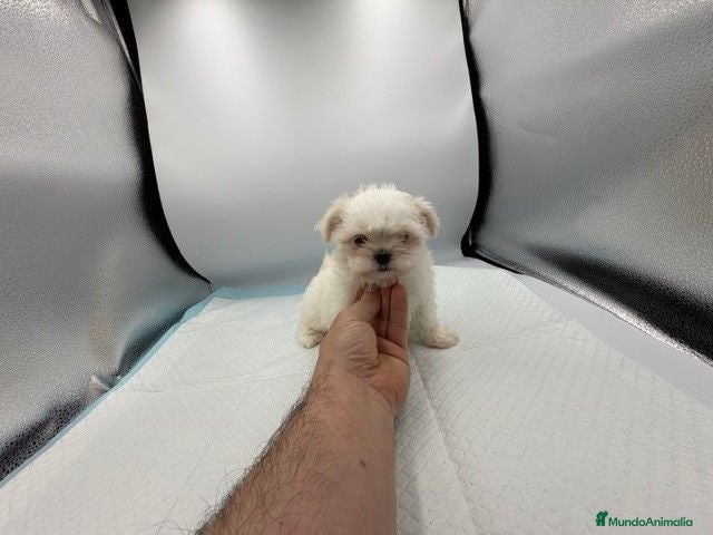 Bichón Maltés perros BICHON MALTES TOY - Anuncio 2