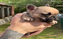 Bulldog Francés perros en venta: Bulldog fawn hembra  - Imagen 4