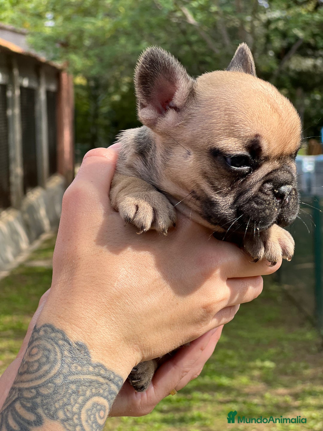 Bulldog Francés perros en venta: Bulldog fawn hembra  - Imagen 4