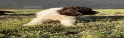 Perro de Agua Español perros en venta: Disponible Perros de agua de Calidad  - Anuncio 8