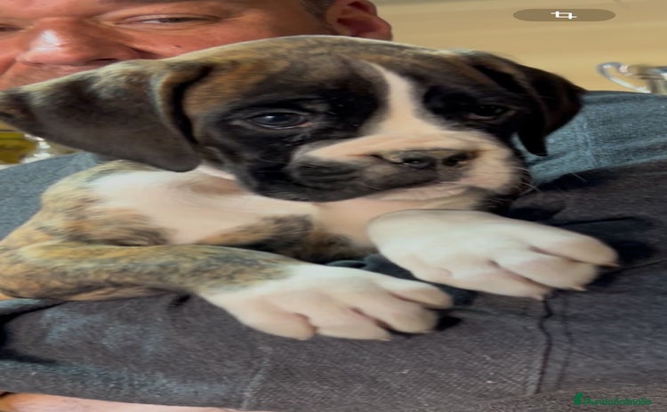 Boxer perros - Anuncio 1
