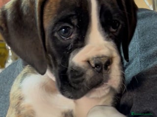 Boxer perros - Anuncio 1