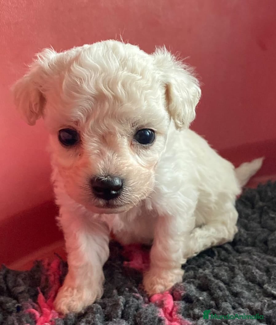 Caniche Toy perros Oportunidad. caniche toy - Anuncio 1