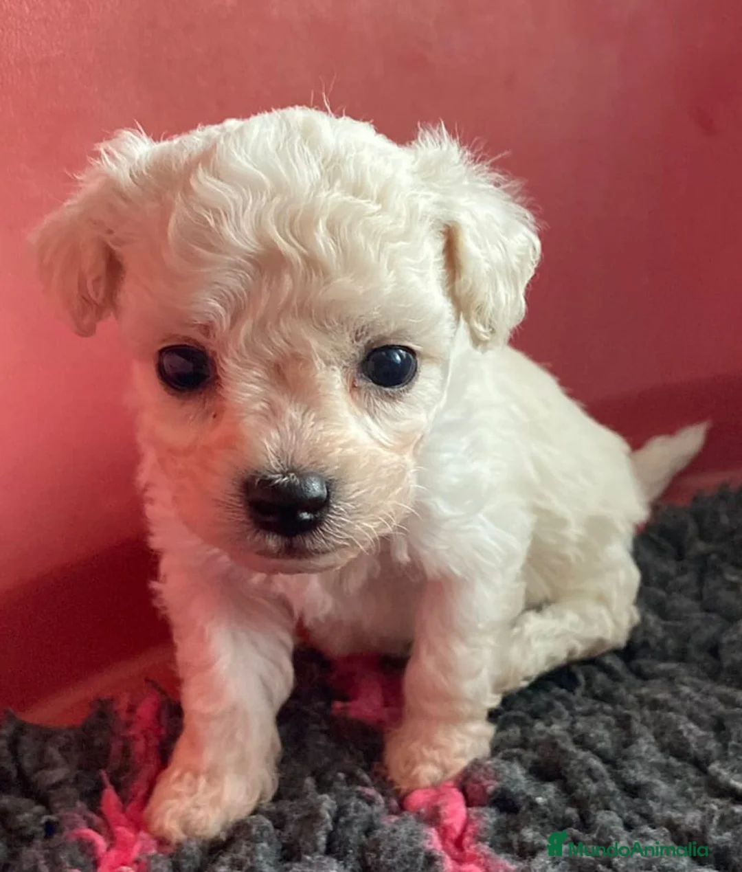 Caniche Toy perros en venta: Oportunidad. caniche toy - Anuncio 1