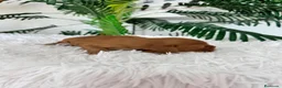 Cocker Spaniel Inglés perros en venta: COCKER SPANIEL INGLES - Anuncio 9