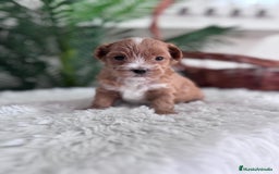 Maltipoo perros en venta: MALTIPOO - Imagen 3
