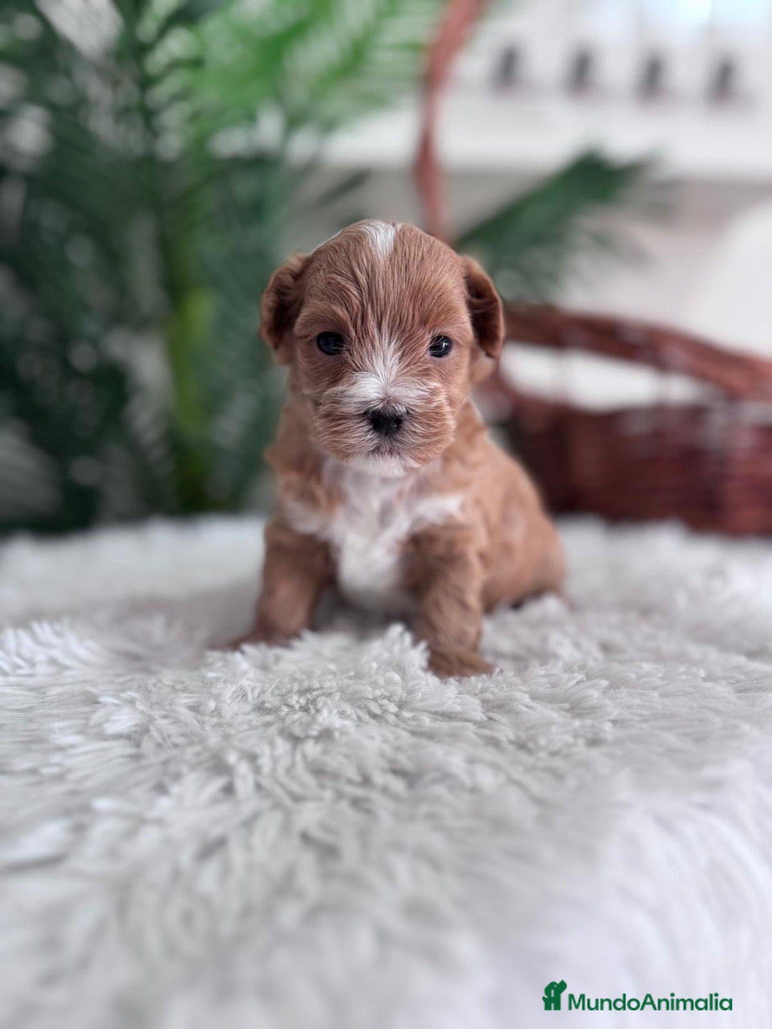 Maltipoo perros en venta: MALTIPOO - Imagen 3