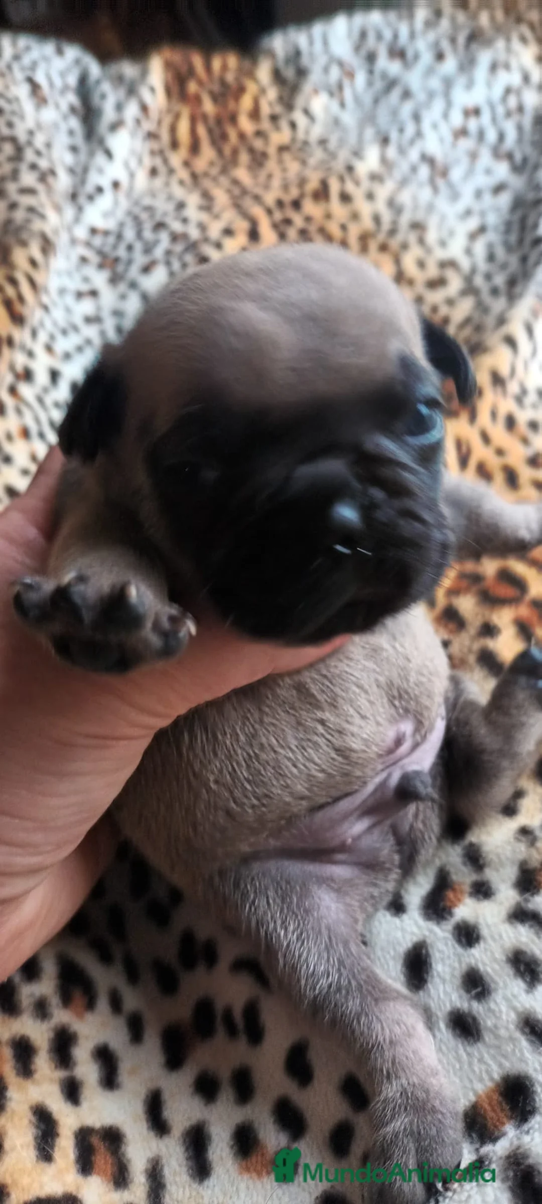 Bulldog Francés perros en venta: Bulldog Frances - Anuncio 3