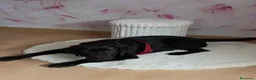 Labrador Retriever perros en venta: Macho labrador  - Anuncio 1