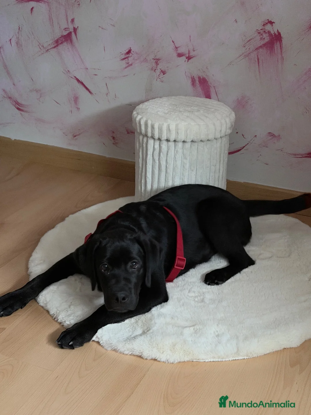 Labrador Retriever perros en venta: Macho labrador  - Anuncio 1