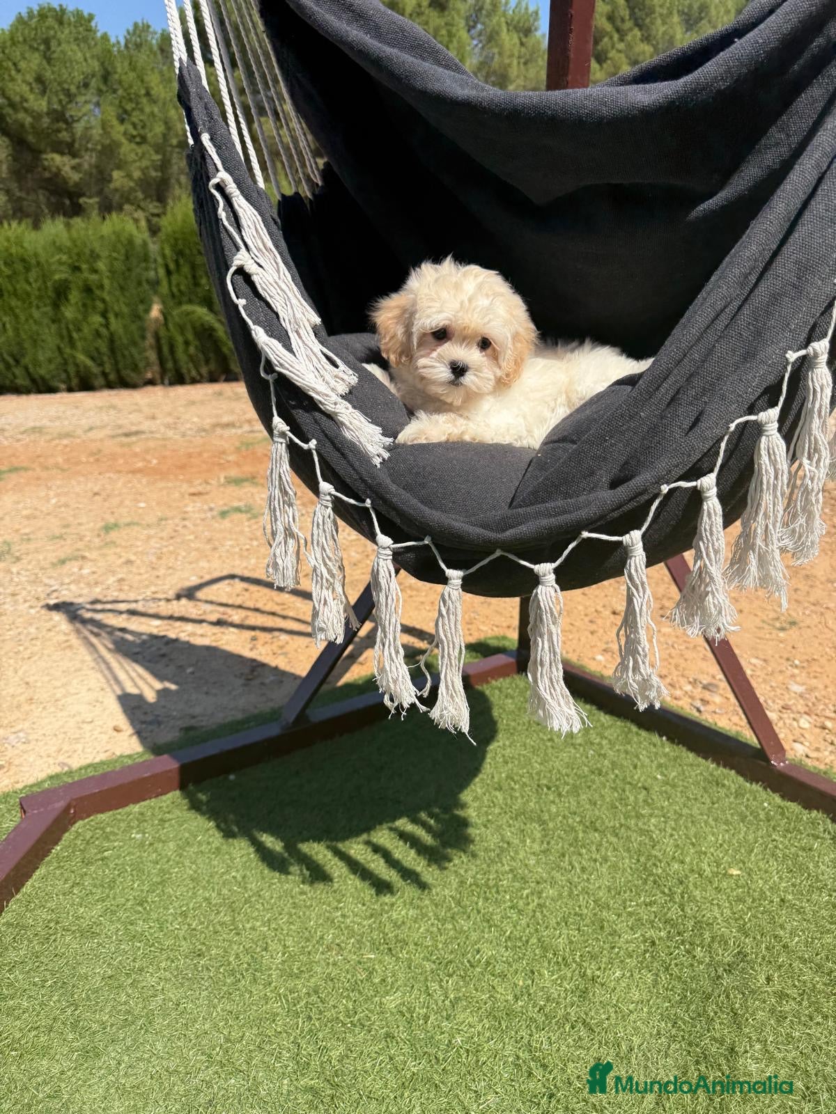 Maltipoo perros Maltipoo listo para poder pasear por la calle!! - Anuncio 1