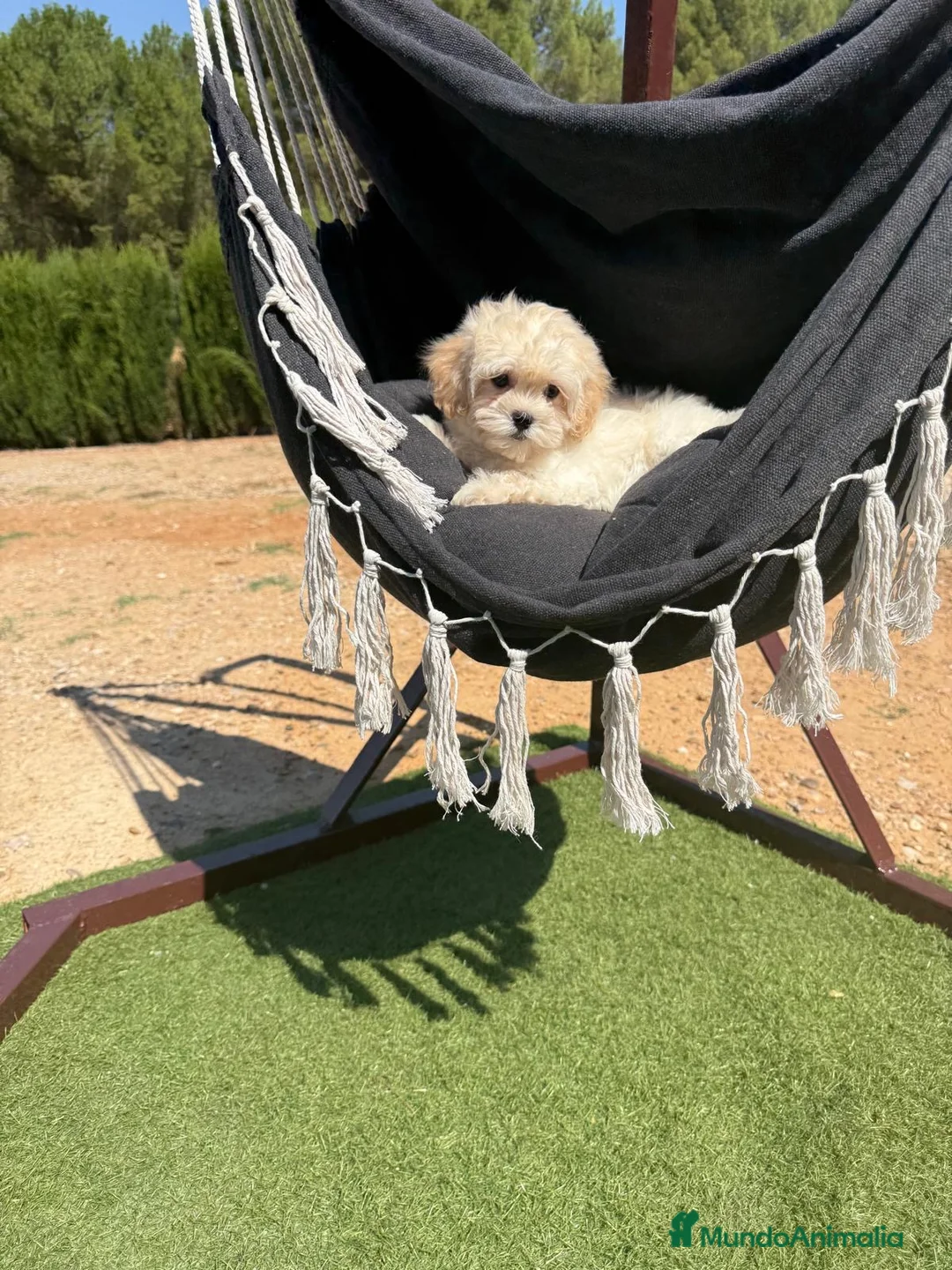 Maltipoo perros en venta: Maltipoo listo para poder pasear por la calle!! - Anuncio 1