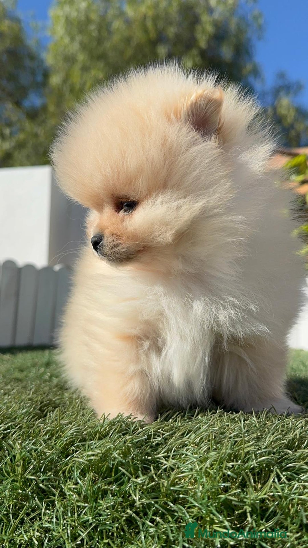 Pomerania perros en venta: POMERANIA CARA DE OSITO - Anuncio 17