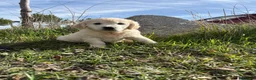 Golden Retriever perros en venta: Golden Retriever  - Anuncio 5