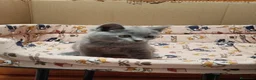 Británico de Pelo Corto Azul gatos en venta: British Shorthair  - Anuncio 7