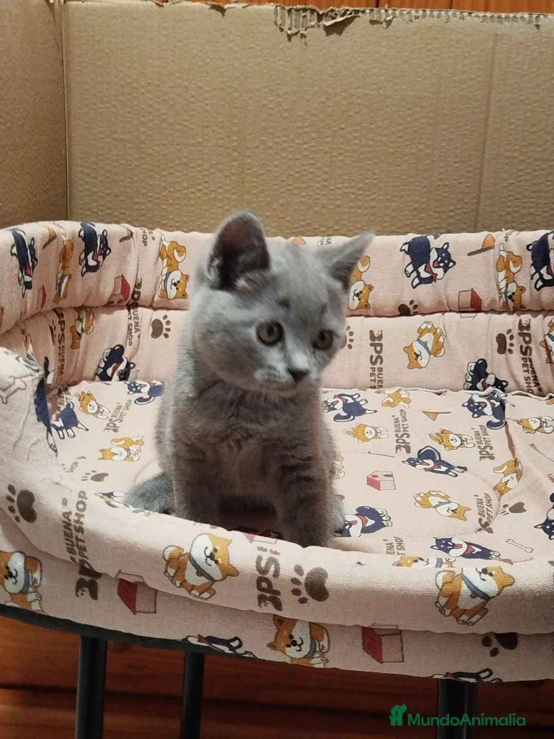 Británico de Pelo Corto Azul gatos en venta: British Shorthair  - Anuncio 7