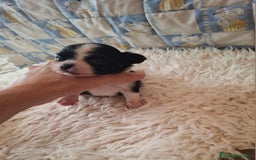 Chihuahua perros en venta: Magníficos chihuahuas de pelo largo - Imagen 1