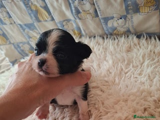 Chihuahua perros - Anuncio 3