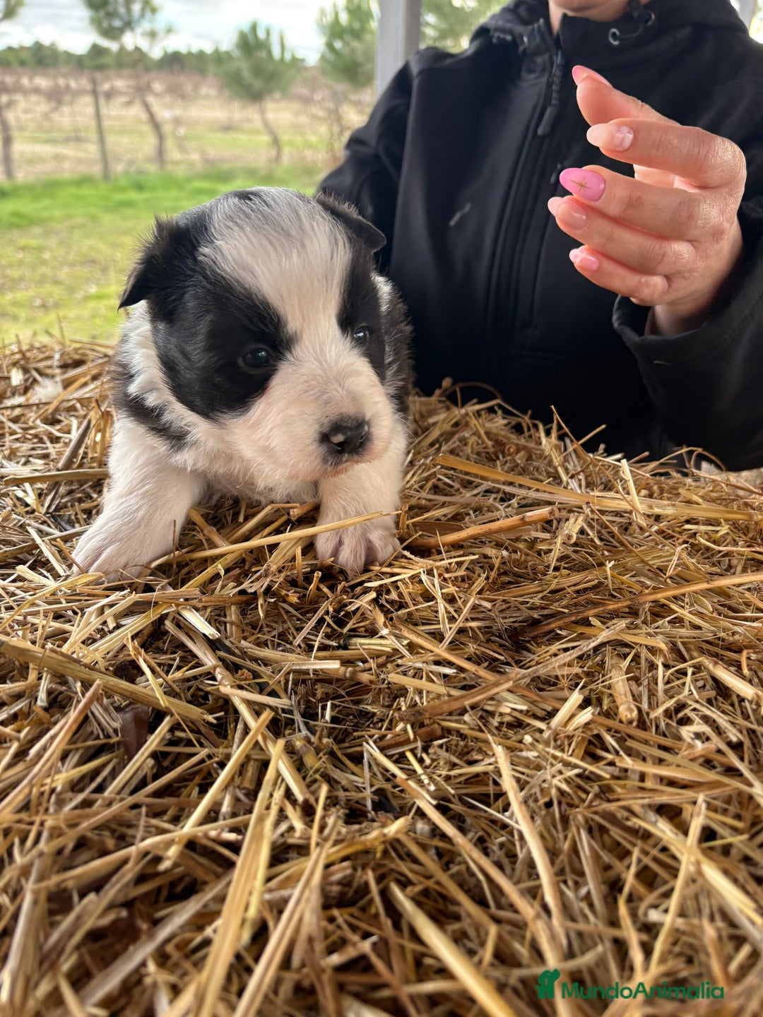 Border Collie perros en venta: Preciosa hembra de border collie  - Anuncio 10