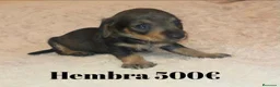 Teckel perros en venta: Teckel de máxima calidad  - Anuncio 1