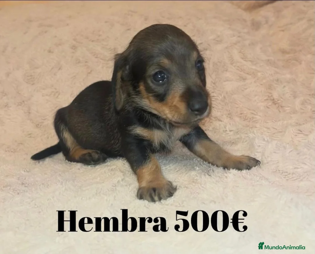 Teckel perros en venta: Teckel de máxima calidad  - Anuncio 1
