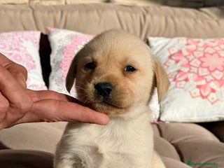 Labrador Retriever perros 🐾 LABRADOR RETRIEVER — Camada - Anuncio 1