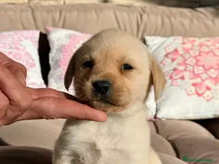 Labrador Retriever perros 🐾 LABRADOR RETRIEVER — Camada - Anuncio 11