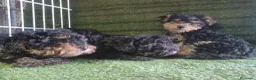 Morkie perros en venta: Cachorros Morrkie - Anuncio 2