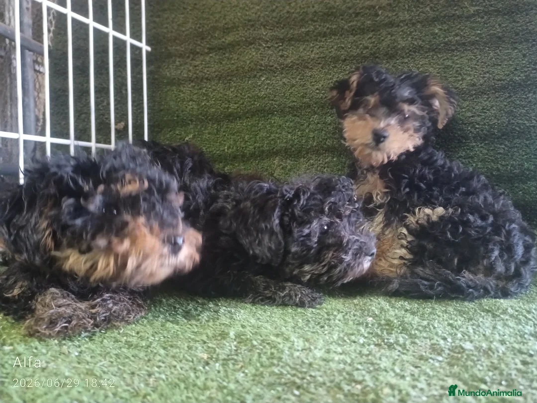 Morkie perros en venta: Cachorros Morrkie - Anuncio 2