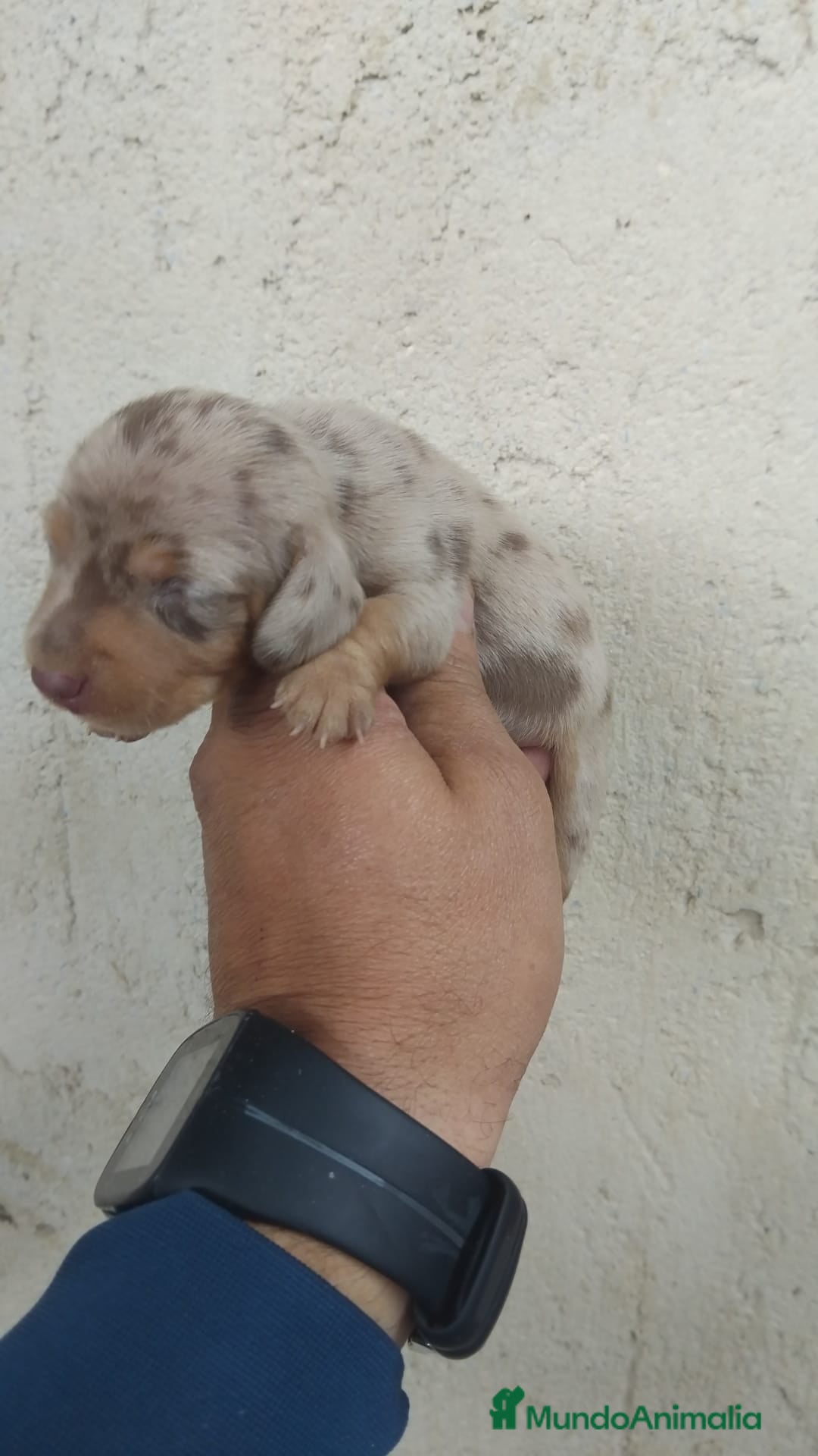 Teckel Miniatura perros Machos y hembra de teckel kaninchen arlequínes - Anuncio 1