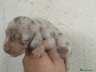 Teckel Miniatura perros Machos y hembra de teckel kaninchen arlequínes - Anuncio 1