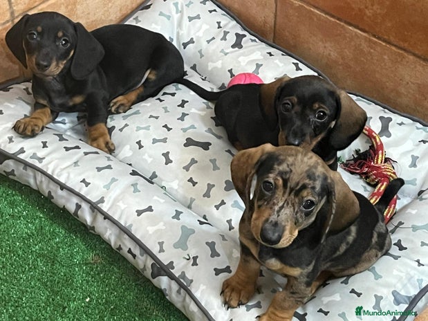 Teckel Miniatura perros en Badajoz - Anuncio 5